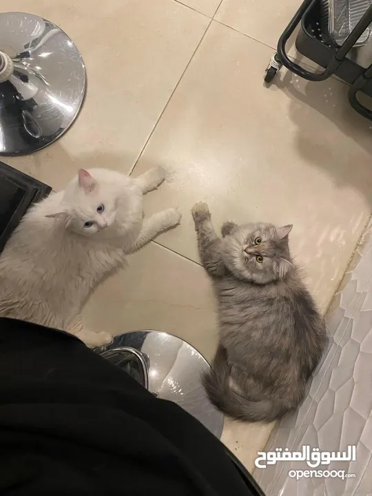 Looking for someone who can take BOTH CATS and not separate them!