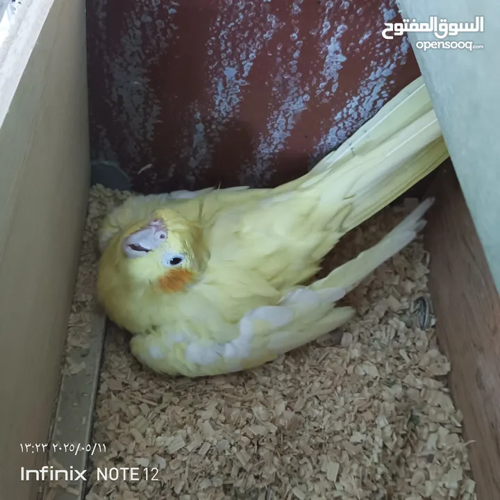 طيور كوكتيل طواير
