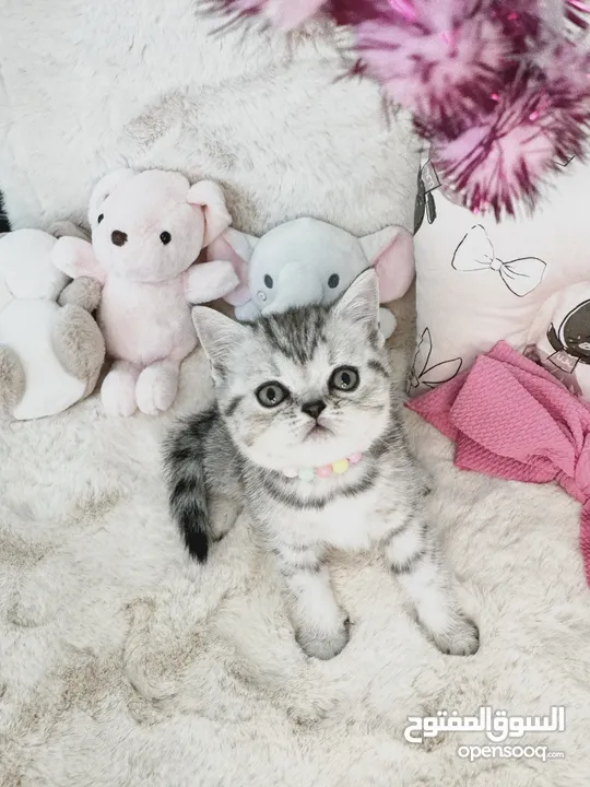 Scottish fold and Straight kittens