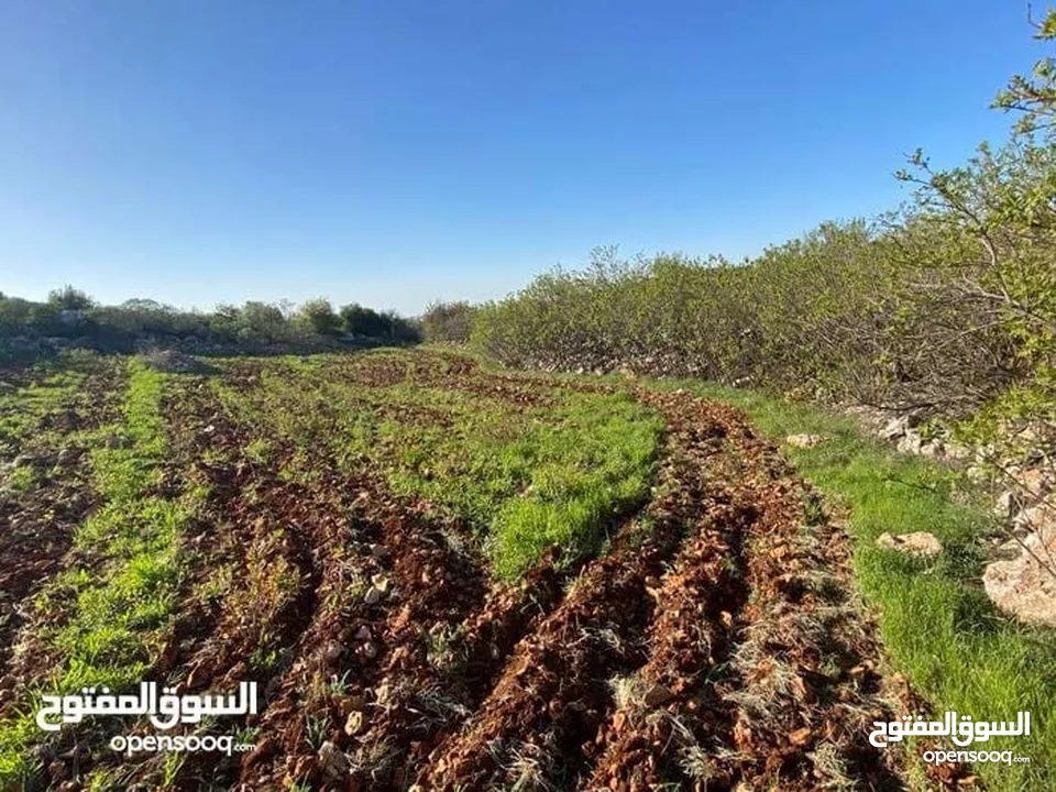 أرض في أجمل مناطق عجلون -أراضي عبين عبلين مساحتها (2100م)قوشان مستقل قريب من تلفريك عجلون 8 كيلو