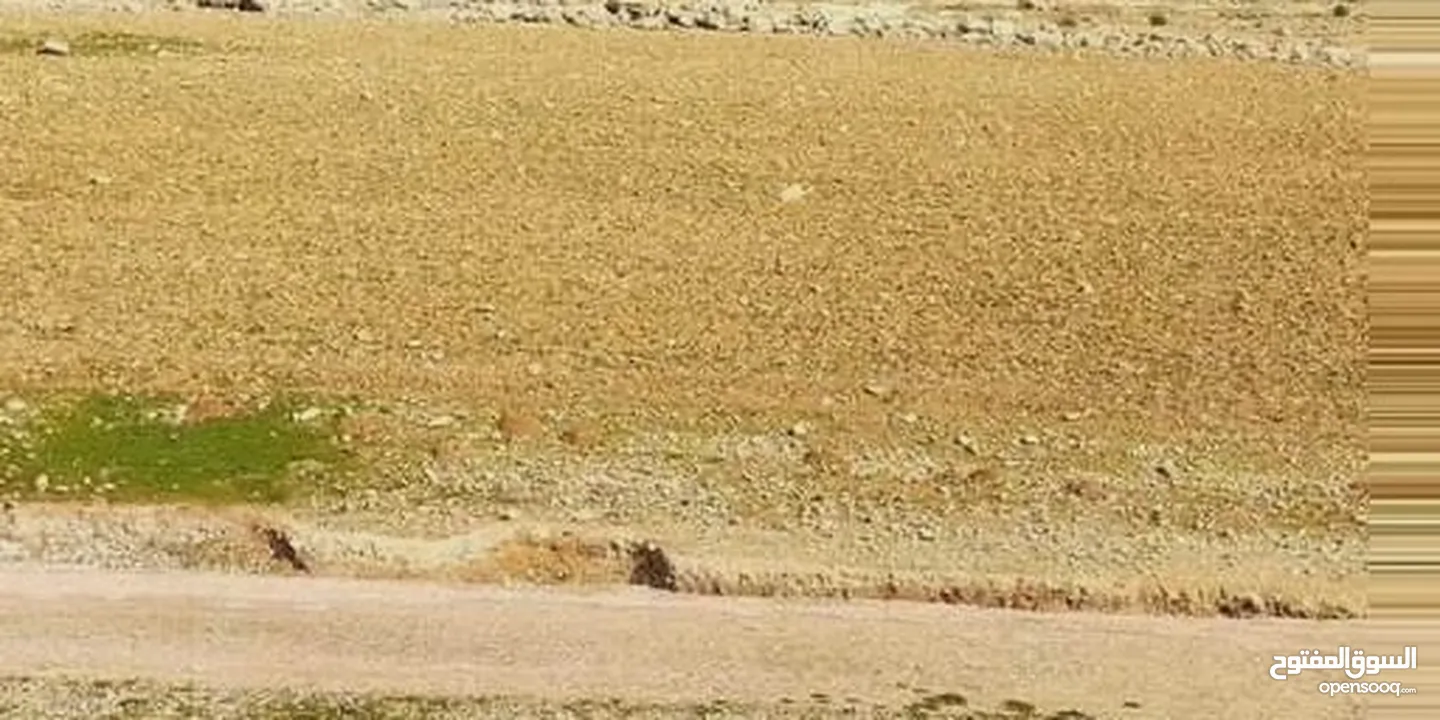 جريبا قرب شفابدران تقسيط نصف الثمن