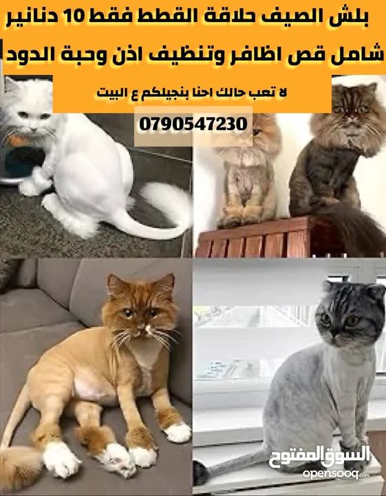 حلاقة للقطط والكلاب الصغيره القطط