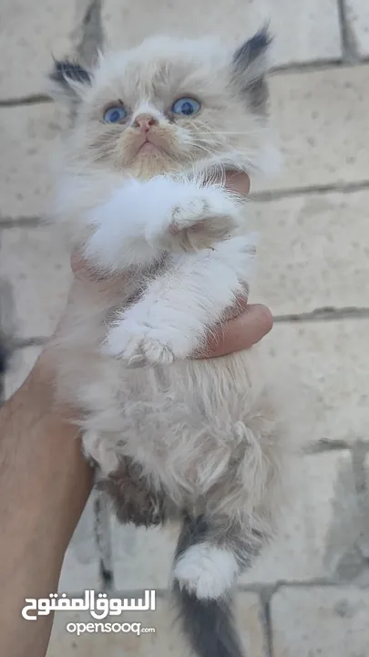 ذكر راغدول عمر شهرين للبيع