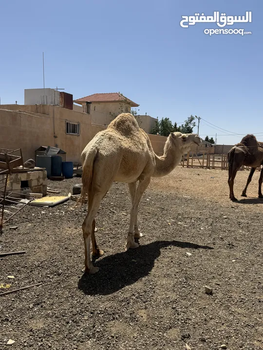 ناقه ضحيه طيبه قصا. وسعر حروق