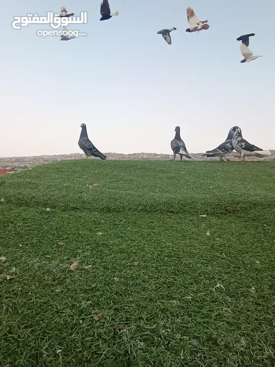 حمام بيع مستعجل للبيع
