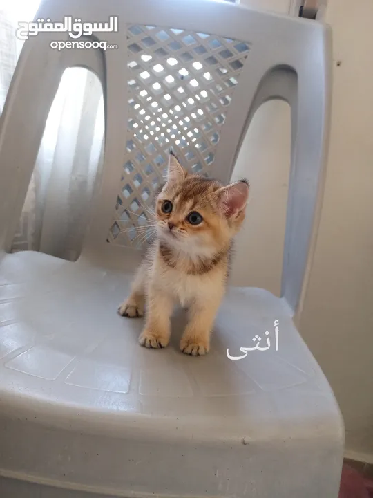 كتين سكوتش فولد وستريت