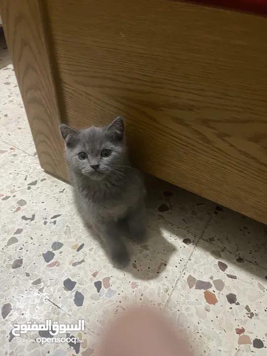 قطط منزلية جميلة للبيع – نظيفة وصحية Turkish Angora
