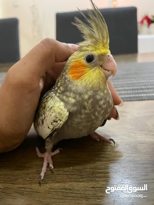 ,Hand-feeding white face , Lutino , Albino and yellow pearl cockateil chick