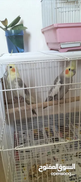 cocktail pair and budgies pair