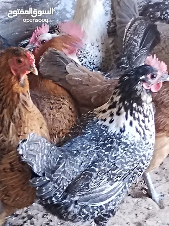 دجاجات للبيع