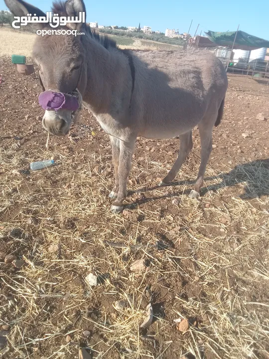 حمار غنم نخب اول ولا غلطه مخصي