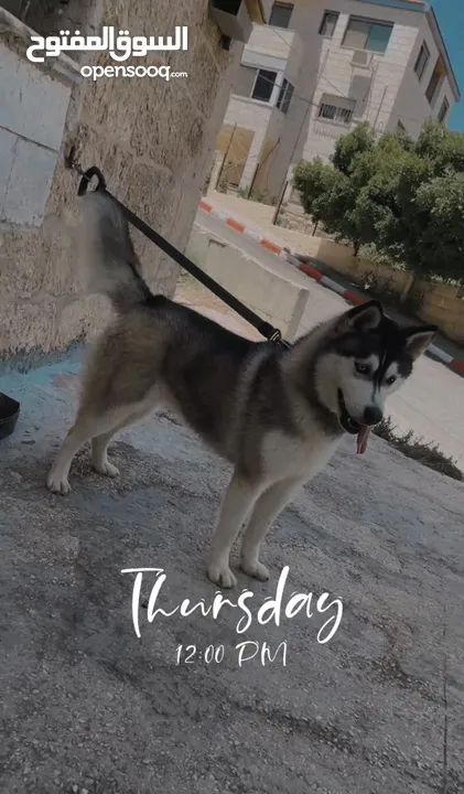 كلب هسكي ل البيع