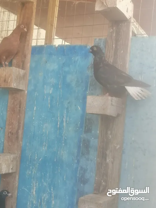 حمام للبيع
