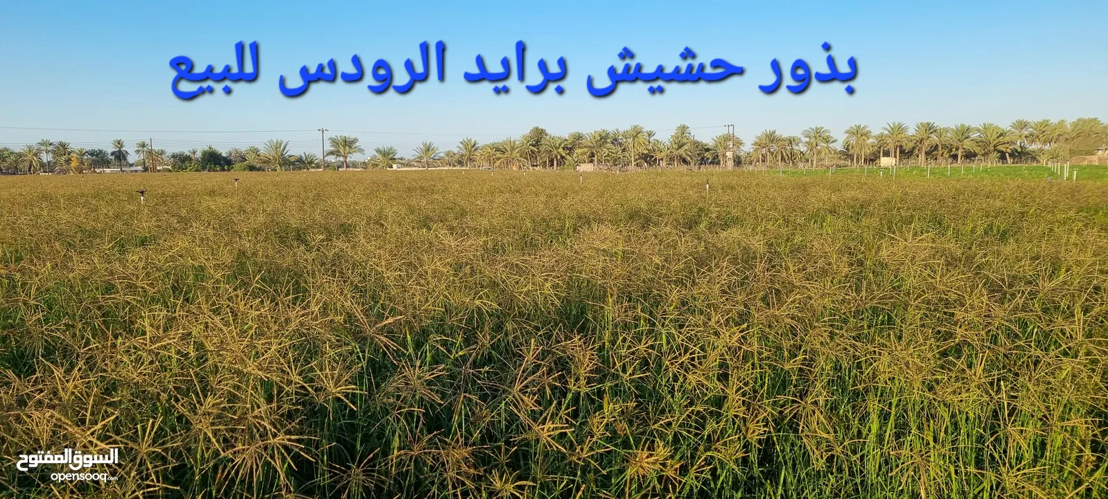 بذر حشيش برايد عماني و بذر حرية غشمر و شتلات بونيكام