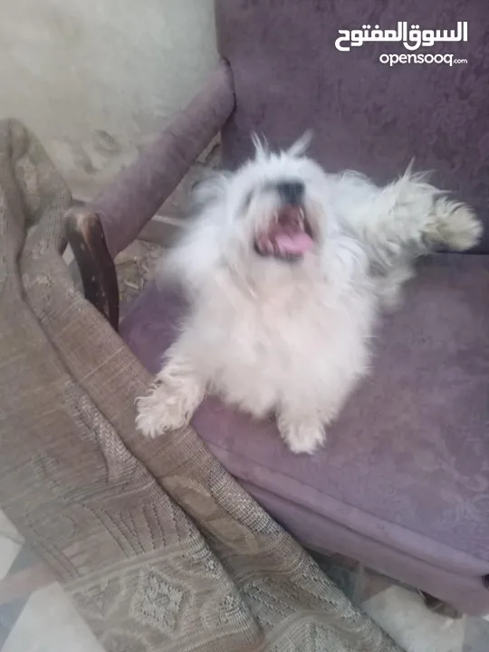 كلب فرنسي لعوب