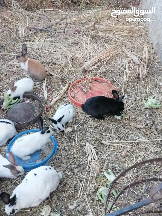 أرانب للبيع ذكور وإناثي شغالات وبداية شغل