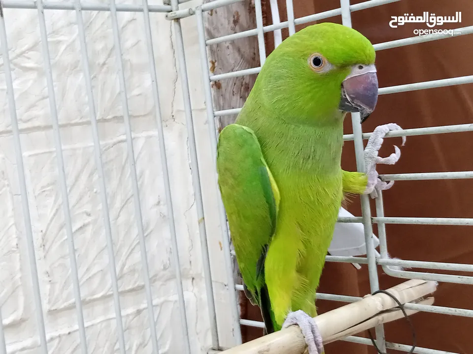 ببغاء دره هندي