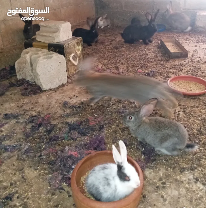 ارانب هجين خمس امهات وذكر مع مواليد منهم على وجه شغل العدد كامل خمسين