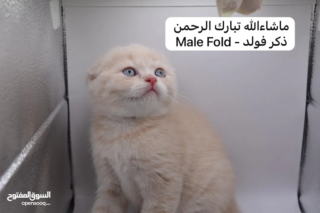 سكوتش كيتن فولد وستريت الوان مميزه ليلك ومشمشي وغيرها 15 كيتن