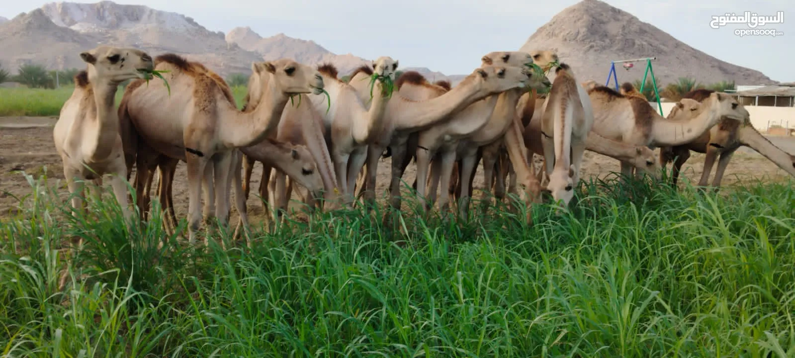 وصول دفعه جديده من قعدان الجنوب المطعومه