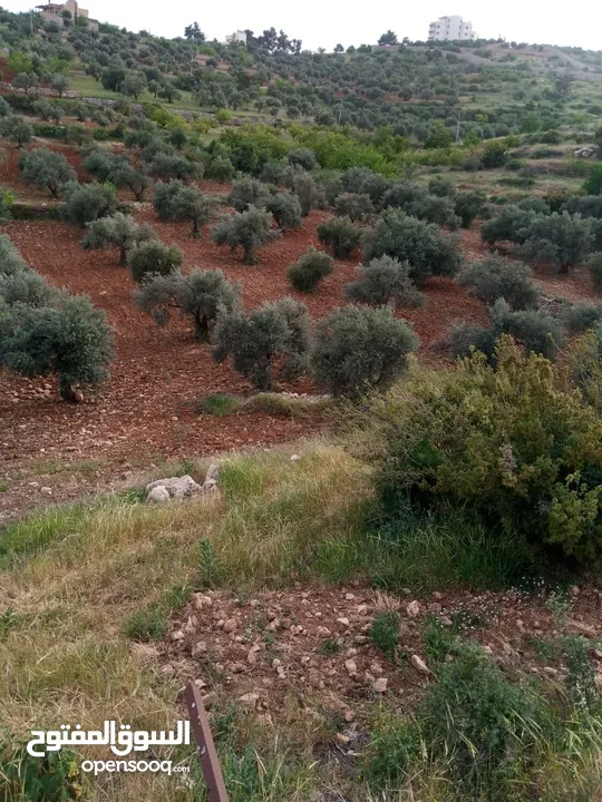 الارض مساحتها 6دونمات مفروزات بقوشان لحاله وأصلها كافة الخدمات واجهه على شارع 45متر فيها 76شجرة