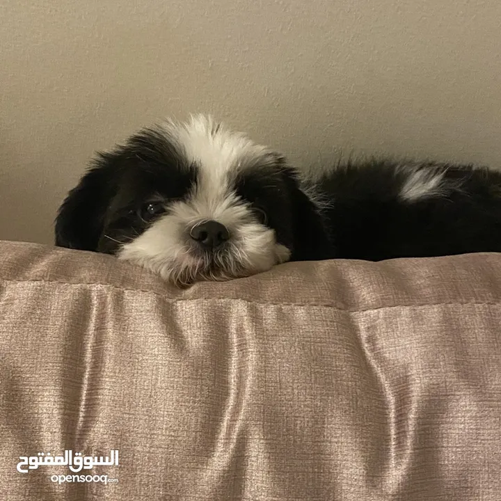Shihtzu female dog for adoption