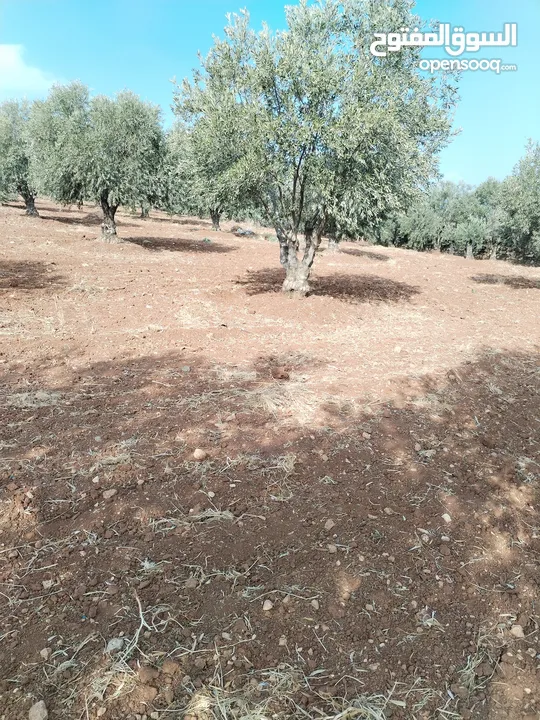 من أجمل قطع الرمان جميع الخدمات مشجرة