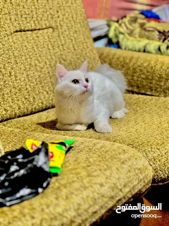 خط شيرازي عمر سنه وسته اشهر لون ابيض