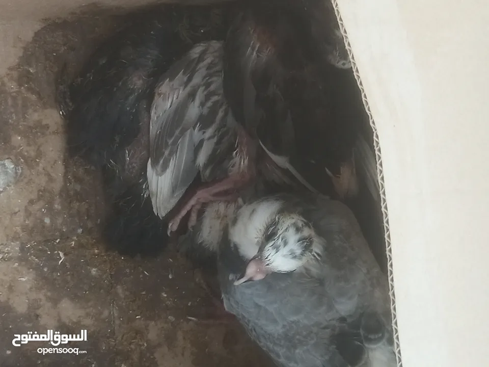 زغاليل بلدي للذبح