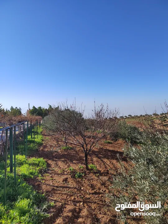 مزرعه مميزة جدا مع بيت ريفي ذات إطلالة غربيه على جبال فلسطين