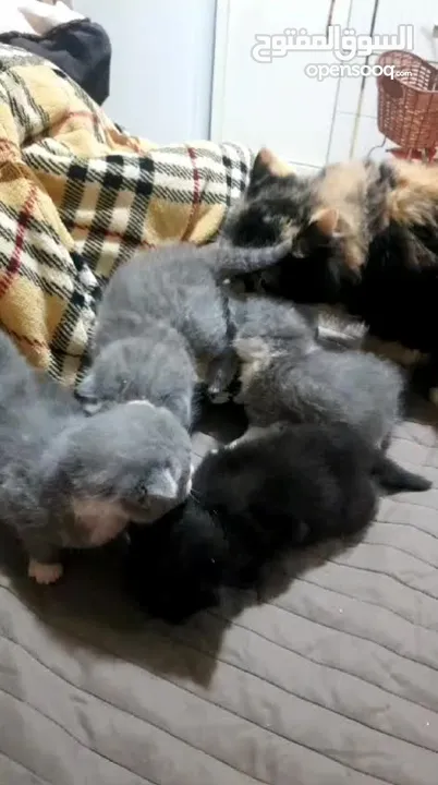 قطه ام مع اربعه اطفالها