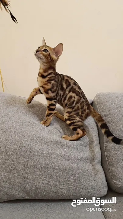 Bengal kittens 3 months old