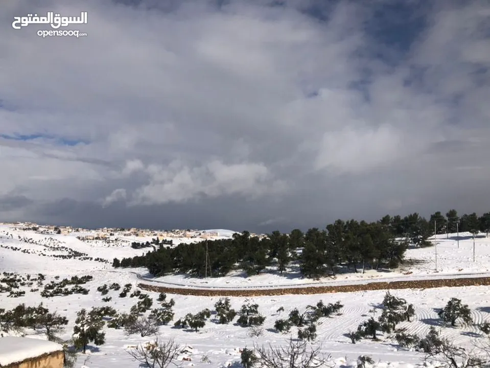 مزرعة بأجمل مرتفعات جبال جرش قفقفا