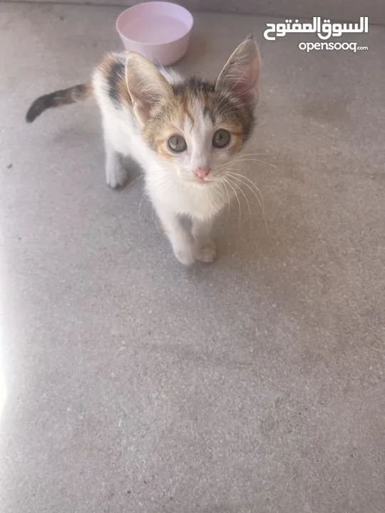 Kittens need home mom ran over by car -
