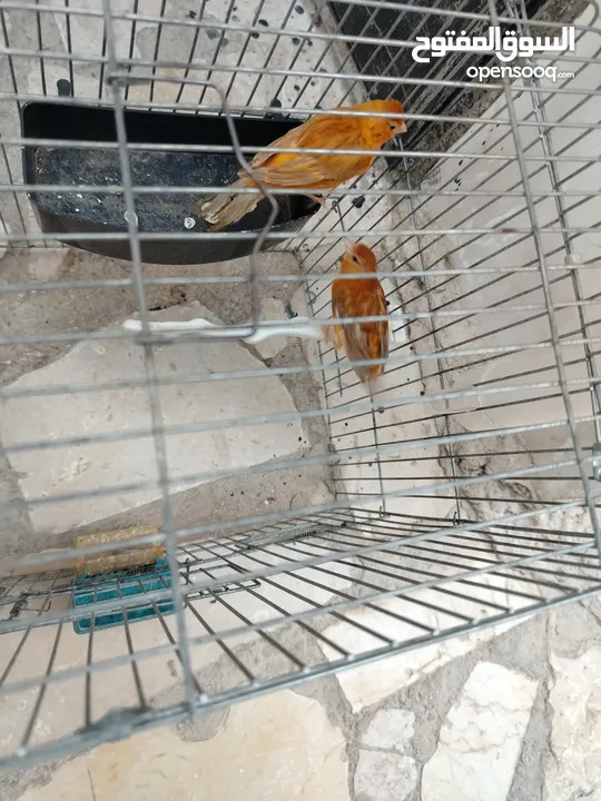 جوز كنار بالصلاة على النبي بجهز لا بطن جديد