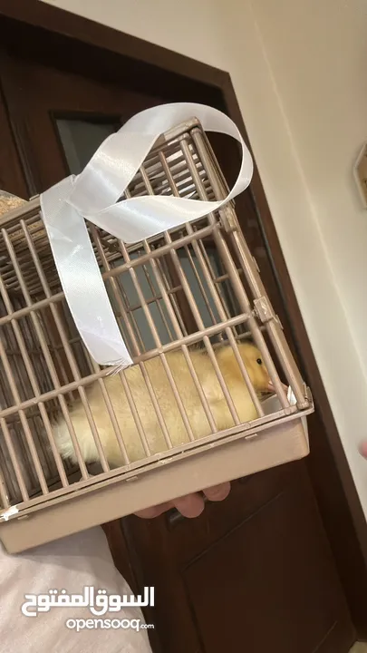 بطة بعمر 3 اسابيع للبيع