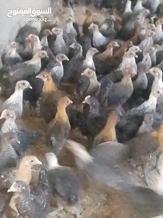فرخات دجاج عمر شهر ونص