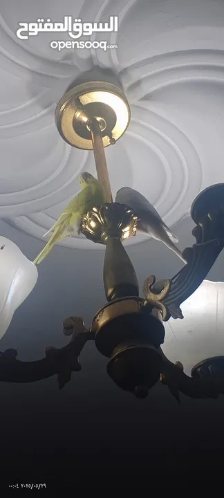 عصافير الحب(بادجي) جوز جاهز مع قفص كامل