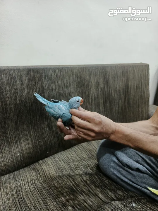 فراخ درة للبيع
