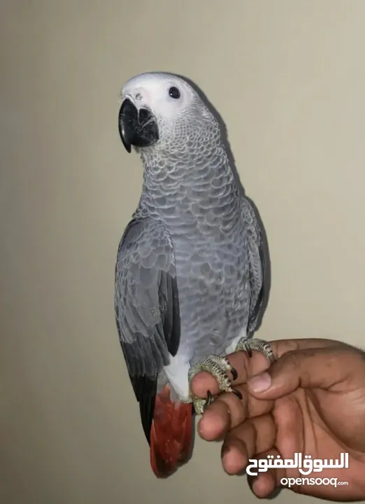 Very friendly African grey with paper