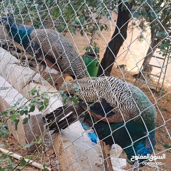 ذكر طاوؤس هندي للبيع