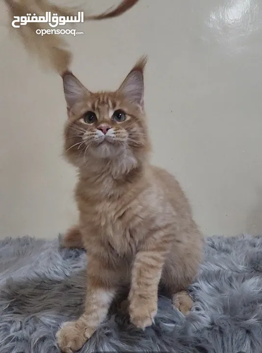 MAINCOON KITTEN 5 MONTHS