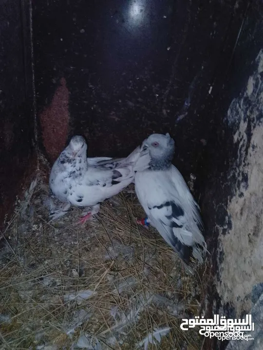 جواز تحظين