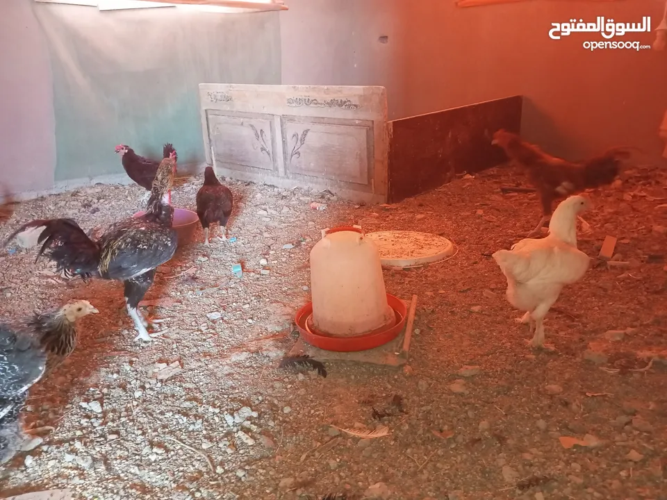 السلام عليكم،دجاج بلدي بياض للبيع،عمر سنه سعر الحبه 8 دنانير، صحه ونظافه،الموقع جرش دير الليات،