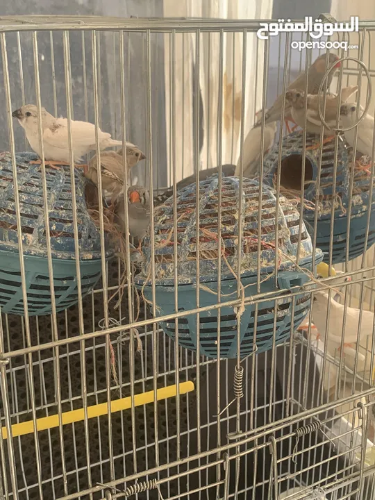 طيور زيبرا