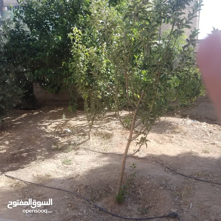 منزل للبيع قصر حلابات غربي قرب مصانع طيبه