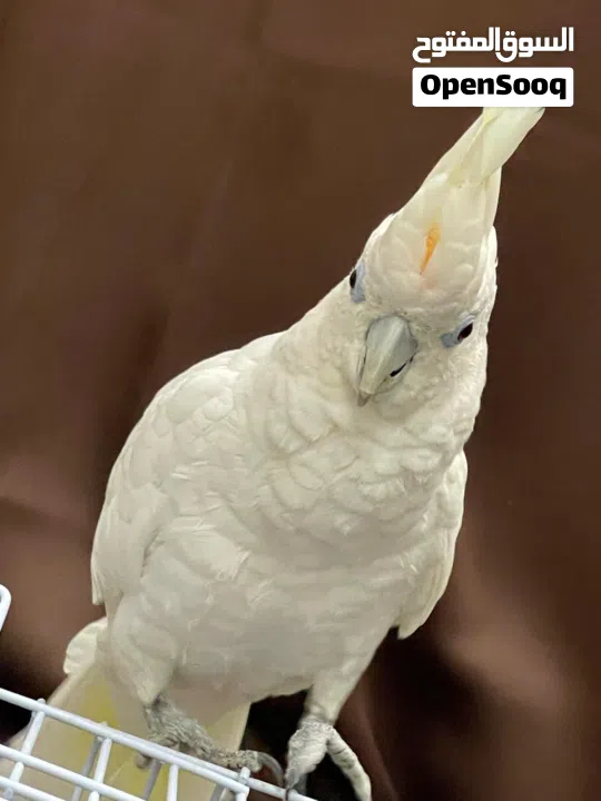 cockatoo parrot