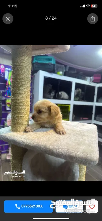 Pure Mini Golden Retriever Puppy for Sale – 2 Months Old (Male)  بيور كلب ميني جولدن ريتريفر للبيع