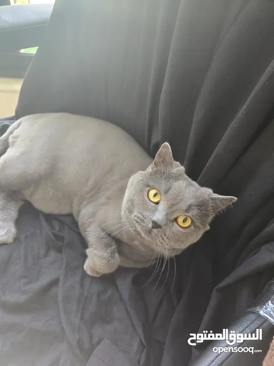 Cats for Adoption
