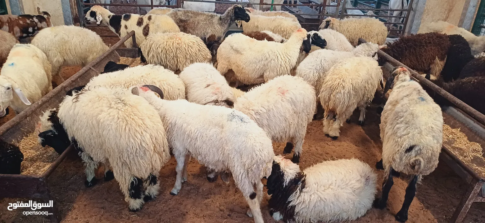 SHEEPS&GOATS available dubai shj